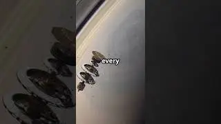 Why Saturn&rsquo;s Rings Are Disappearing? #spacesuccess #spaceexploration #spacetravel #science #nasa