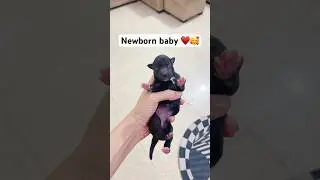 New Puppy vs Husky 🚨 #shorts #dog #husky #trendingsong