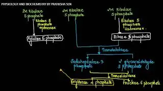 &ldquo;HMP Shunt 🔬 | PPP Made Easy | NADPH & Ribose-5-P in One Shot!&rdquo; NEET &bull; IIT JAM &bull; CUET &bull; GAT-B