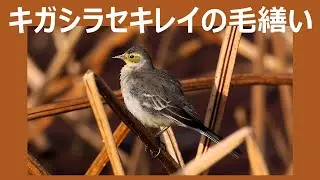 キガシラセキレイの羽繕い （1080p / スロー再生）