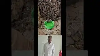 honey bee videos - When honey bees discover 