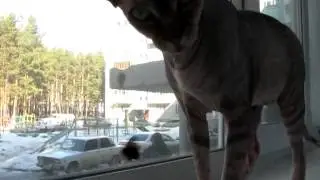 Кот 