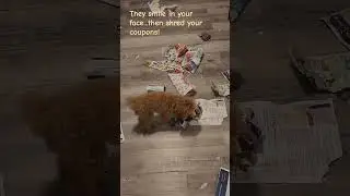 When the toy poodle shreds the coupons... #toypoodle #poodle  #puppy