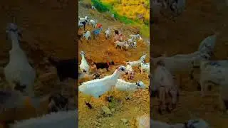 #my_first_vlog_on_youtube  at jhal Magsi Balochistan