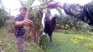 PANEN RUAK RUAK