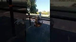 Dominadas Pseudo- Vela | Galeria de Ejercicios de CALISTENIA | WOPEtv.com