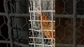 Learn about chicken diseases