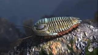 Trilobite: an extinct marine arthropod from the Paleozoic Era