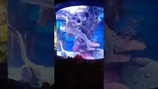 Bentuknya belut, motifnya macan, menggeliat seperti ular 😆 #eel #belut #fish #aquarium