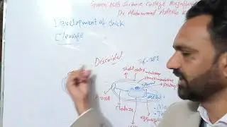 Chick Development 2 Cleavage Morulla Blastula