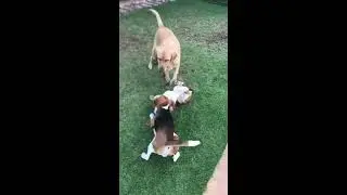 Labrador plays referee during beagle battle