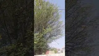#viral #viiral videos babool ka ped