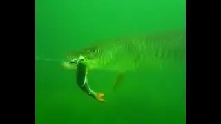 Some wesds on the lure, no proble, an hungry pike is always around