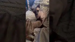 Скоро уедут мои любимые котики #youtube #catsusa #happy #life #music #video #love #cat