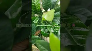 🌿 GREEN NATURE 🌿 #nature #nature_lovers #nature_photography #nature_sounds #nature_lover