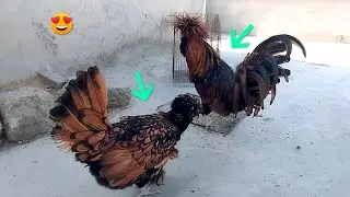 Golden Laced Polish hen
