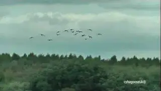 Birdwatching (Yorkshire) UK.
