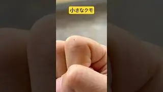 小さなクモ #クモ #害虫防除技術研究所 #モストップ