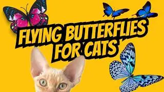 Cat TV: Flying Butterflies for Cats to Watch & Catch 🦋 | 1 Hour Cat TV Game ✨