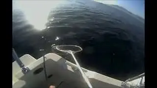 P&eacute;lamides aux Broum&eacute; Cannes/Poisson-10/ANTOMICOU FISHING