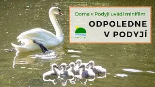 Odpoledne v Podyj&iacute;: labut&iacute; ml&aacute;ďata, je&scaron;těrky zelen&eacute;, užovka stromov&aacute;