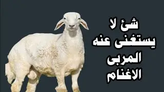 الكومى 🤔 ما هى فوائد الكالسيوم للاغنام