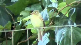 Western Flycatcher (aka Pacific-slope Flycatcher) - San Diego