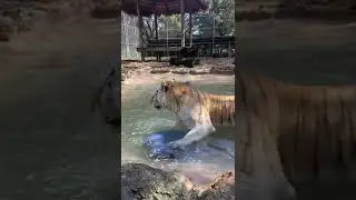 🌊 Golden Tabby Bengal and Traditional Bengal  Tiger at Play! 🐅✨ #tiger #wildlife #lion #bigcat