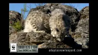 WWF UK - Snow Leopard (2011)