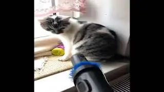 Funniest Cat Fails #1 (Sound Effects) #shorts
