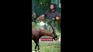 Вы слышали об азиатском единороге? 🇻🇳🦄 #fyp #saola #extinctoralive