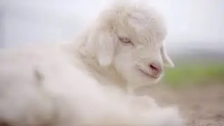 CASHMERISM cashmere - The Journey of cashmere making shared with you.
