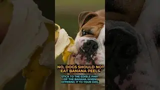 Can dogs Eat Banana Peels? #shorts #bananapeels #CanDogsEat