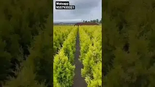 golden Cyprus all heights available wholesale price #plant #nursery #lowprice #shorts