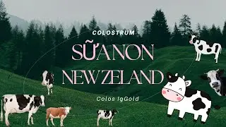 Colostrum - Sữa Non New Zealand