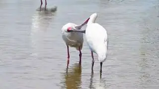 African Spoonbill (Platalea alba) preening - Lake Naivasha (Kenya) 30-8-2025