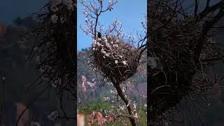 The magpie climbs the plum blossom, 🌸!!#shots