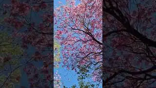 Лапачо / Lapacho