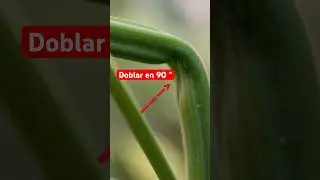 C&oacute;mo Uso el Super Cropping?