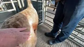 Giving an alpaca an injection.