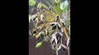 How to sow Agapanthus Seed- 2 Minute Tips