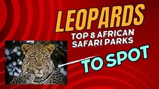 Top 8 African Safari Parks to Spot The Elusive  Leopard