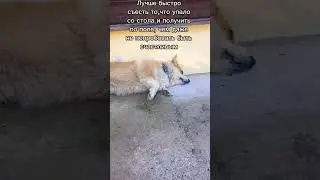 Трудный выбор !!! #corgilove #собака #dogowner #dog #corgi #petowner #pets #corgiplanet #animalowner