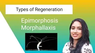 Types of Regeneration | Epimorphosis and Morphallaxis