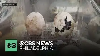 Two of the Philadelphia Zoo's oldest residents are new parents