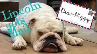Lincoln gets mail | ENGLISH BULLDOG