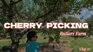 Cherry Picking at Butlers Orchard 🍒 | A Fun Summer Family Vlog in Maryland