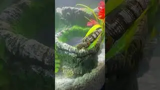 Buying snails for my fish tank store to tank ￼