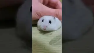 Милый забавный джунгарик #Shorts 😍 Милые Грызуны