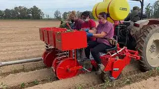 CHECCHI & MAGLI - TRANSPLANTING SWEET POTATOES with FOXDRIVE PLUS